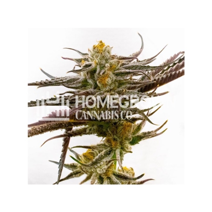 Purple Star Killer Feminized Cannabis Seeds