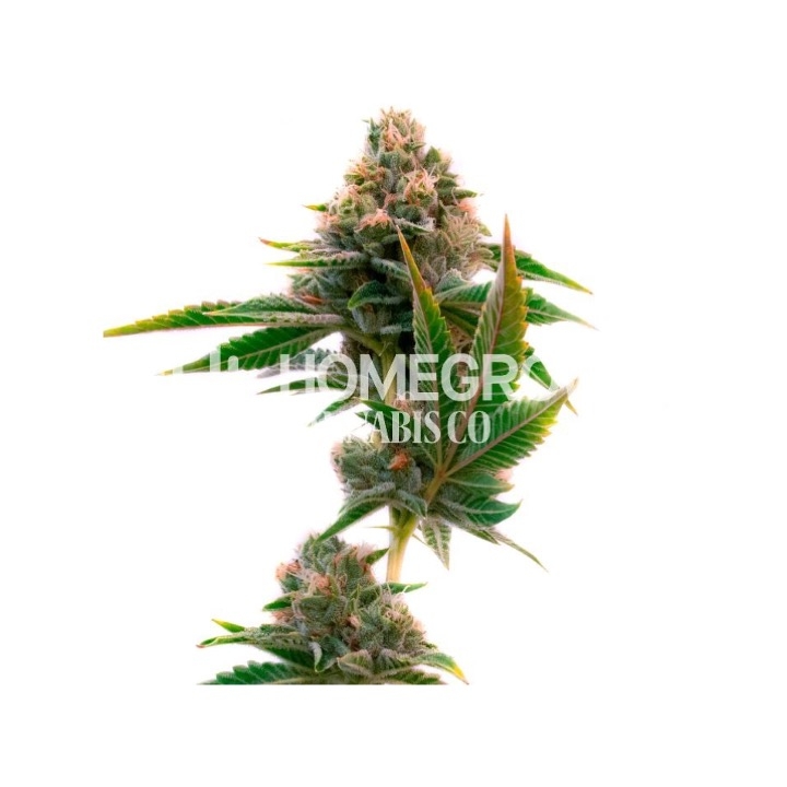 Jedi Cookies Feminized Cannabis Seeds