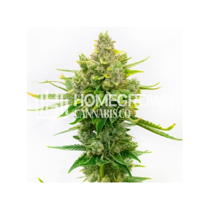Gangster Sourz Feminized Cannabis Seeds
