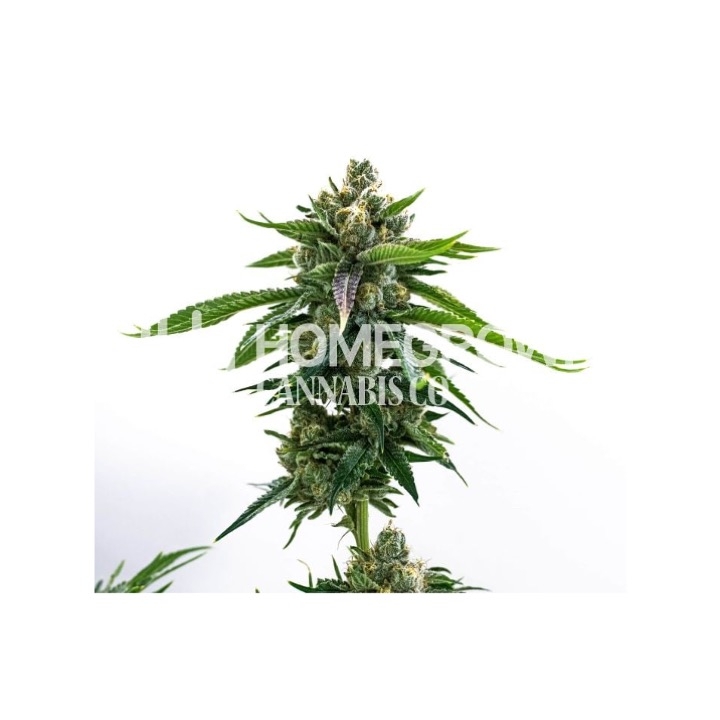 Fruity Pebbles Feminized Cannabis Seeds