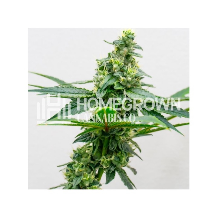 Apple Fritter Feminized Cannabis Seeds