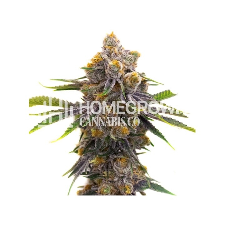 Purple Punch Autoflower Cannabis Seeds