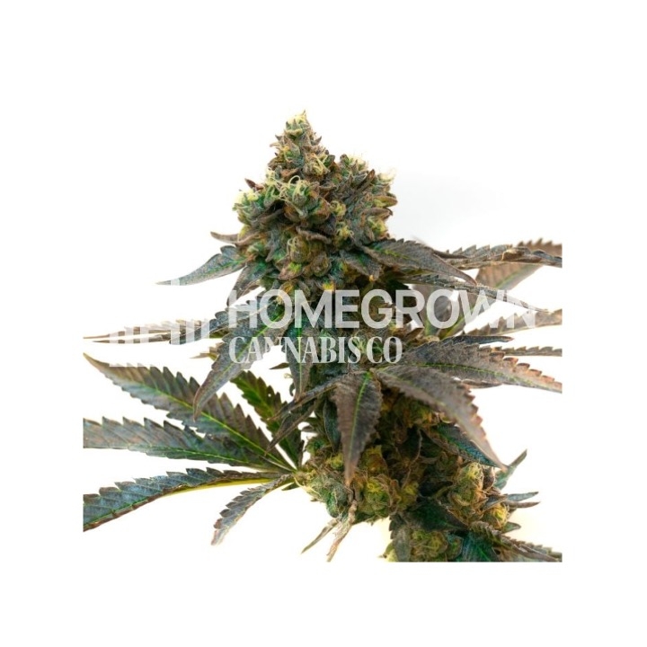 Lava Cake Feminized Cannabis Seeds