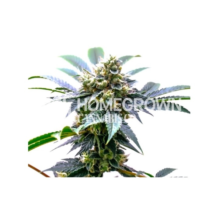 Mimosa Feminized Cannabis Seeds