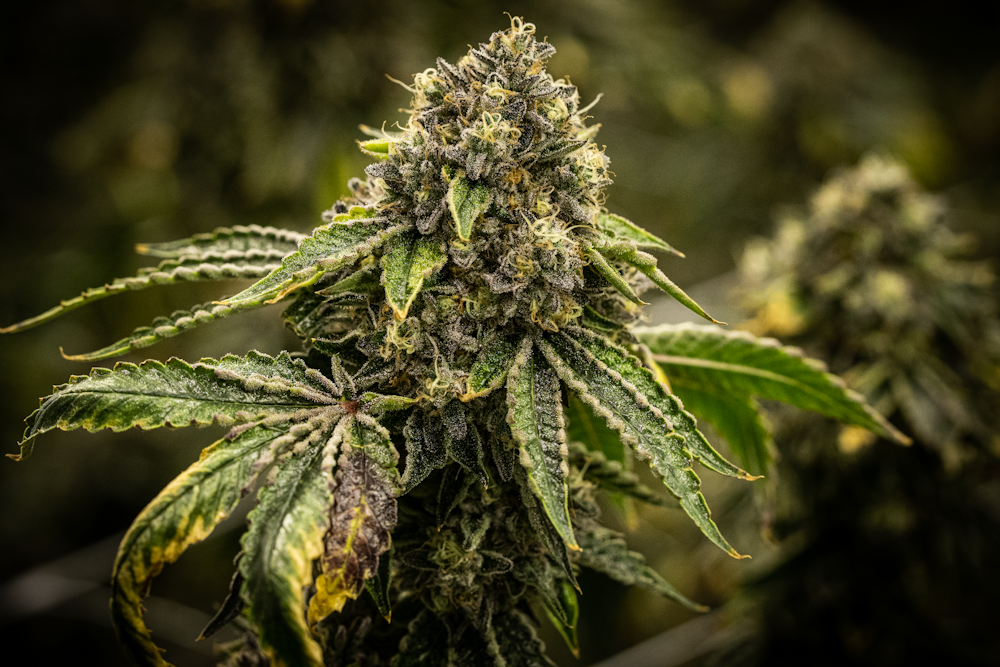 How to Grow Autoflower Autoflower Grow Guide