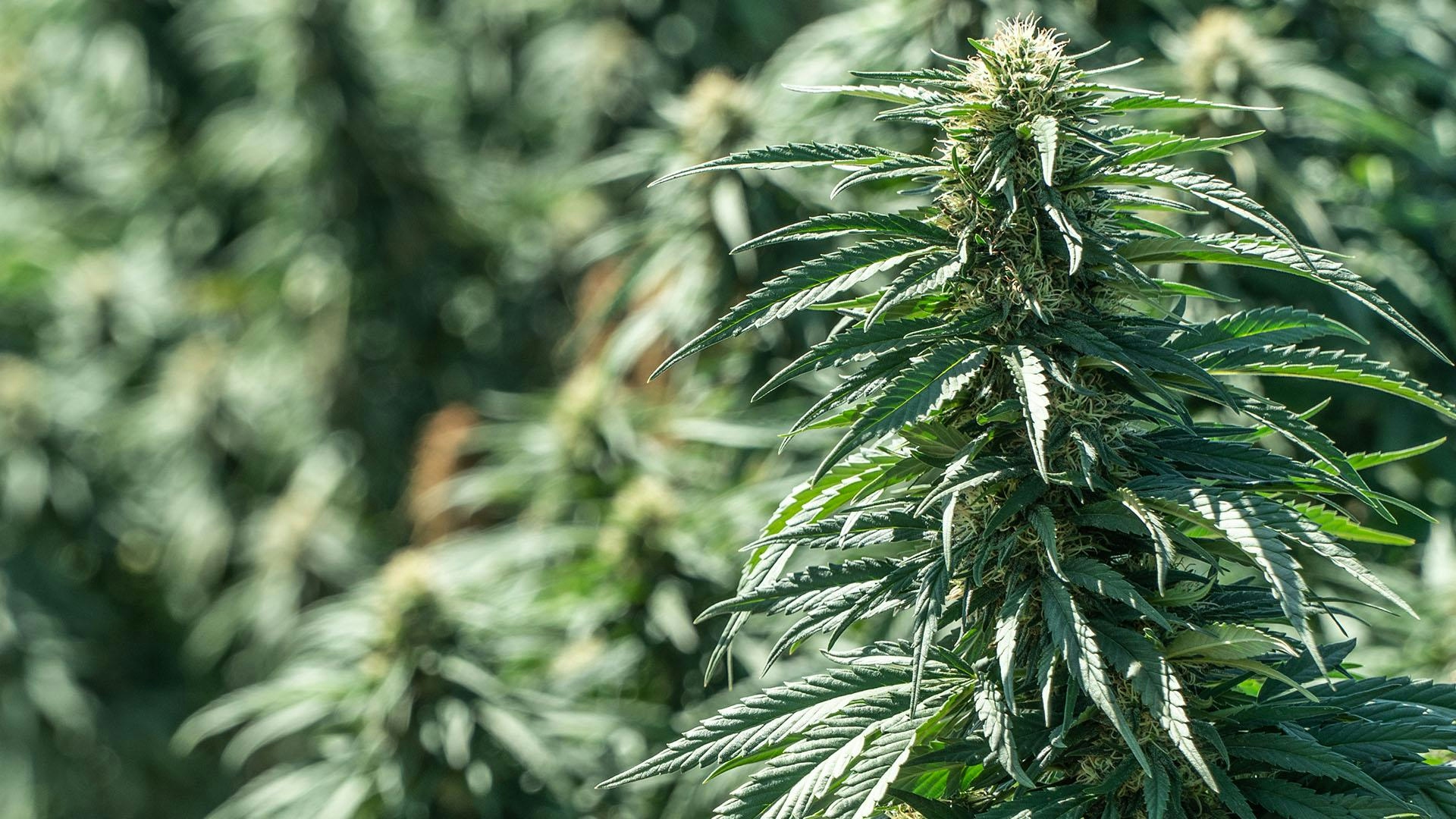 How to Grow Autoflower: Autoflower Grow Guide