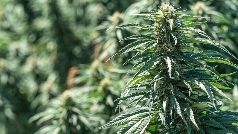 How to Grow Autoflower: Autoflower Grow Guide