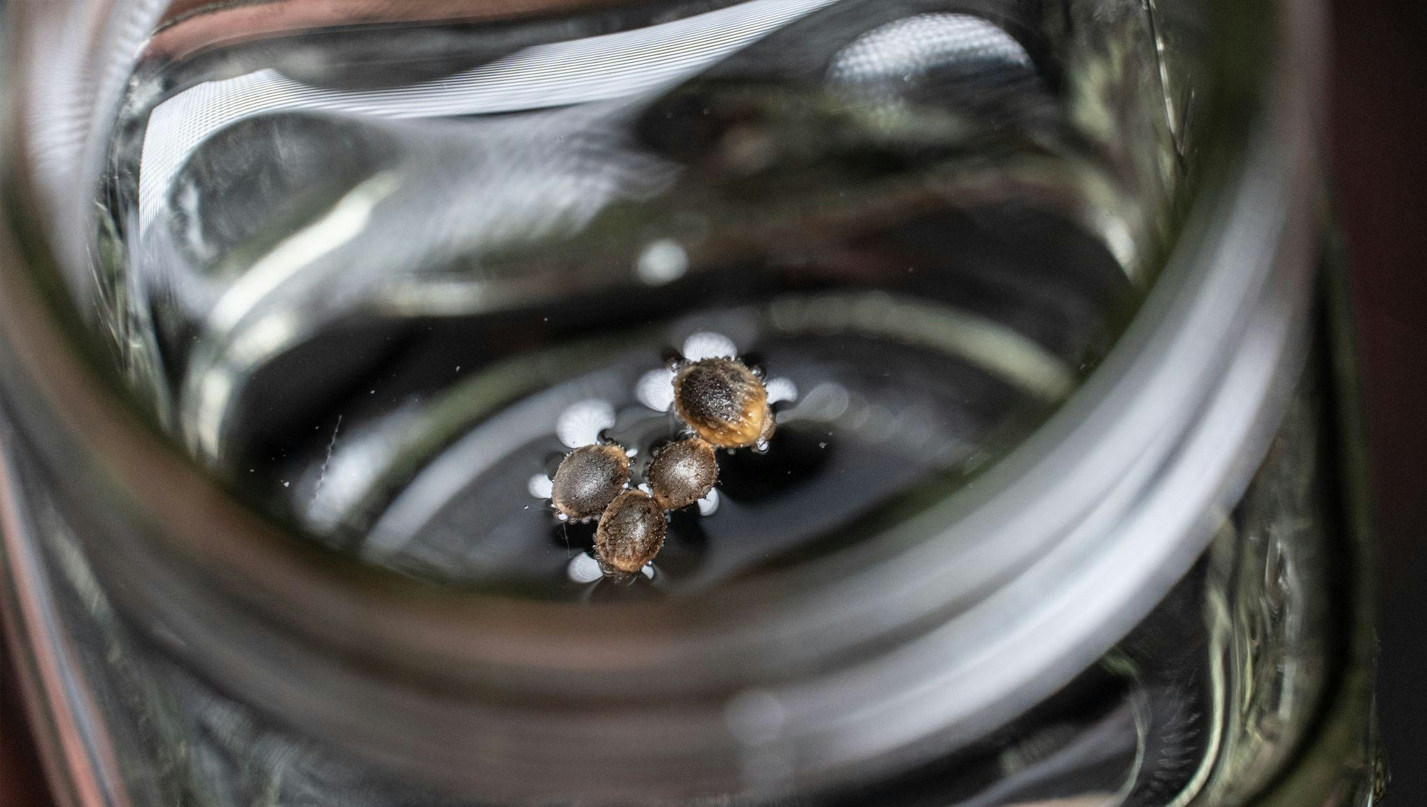 How to Grow Autoflower: Autoflower Grow Guide