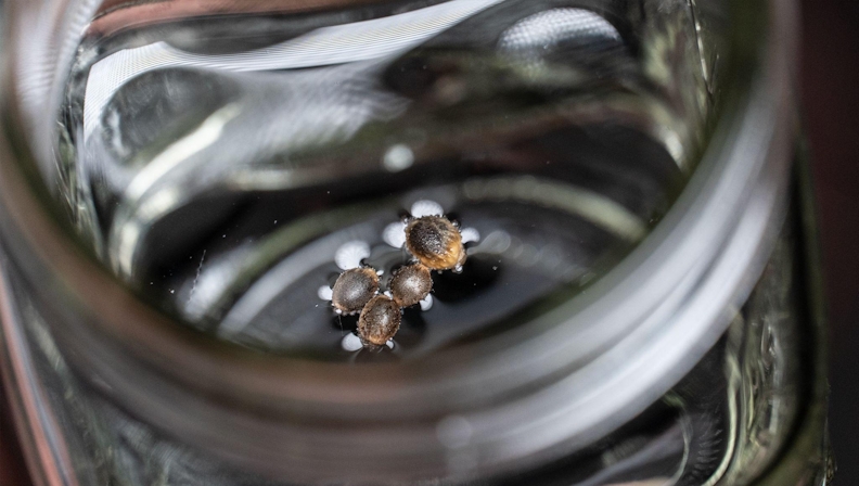 How to Grow Autoflower: Autoflower Grow Guide