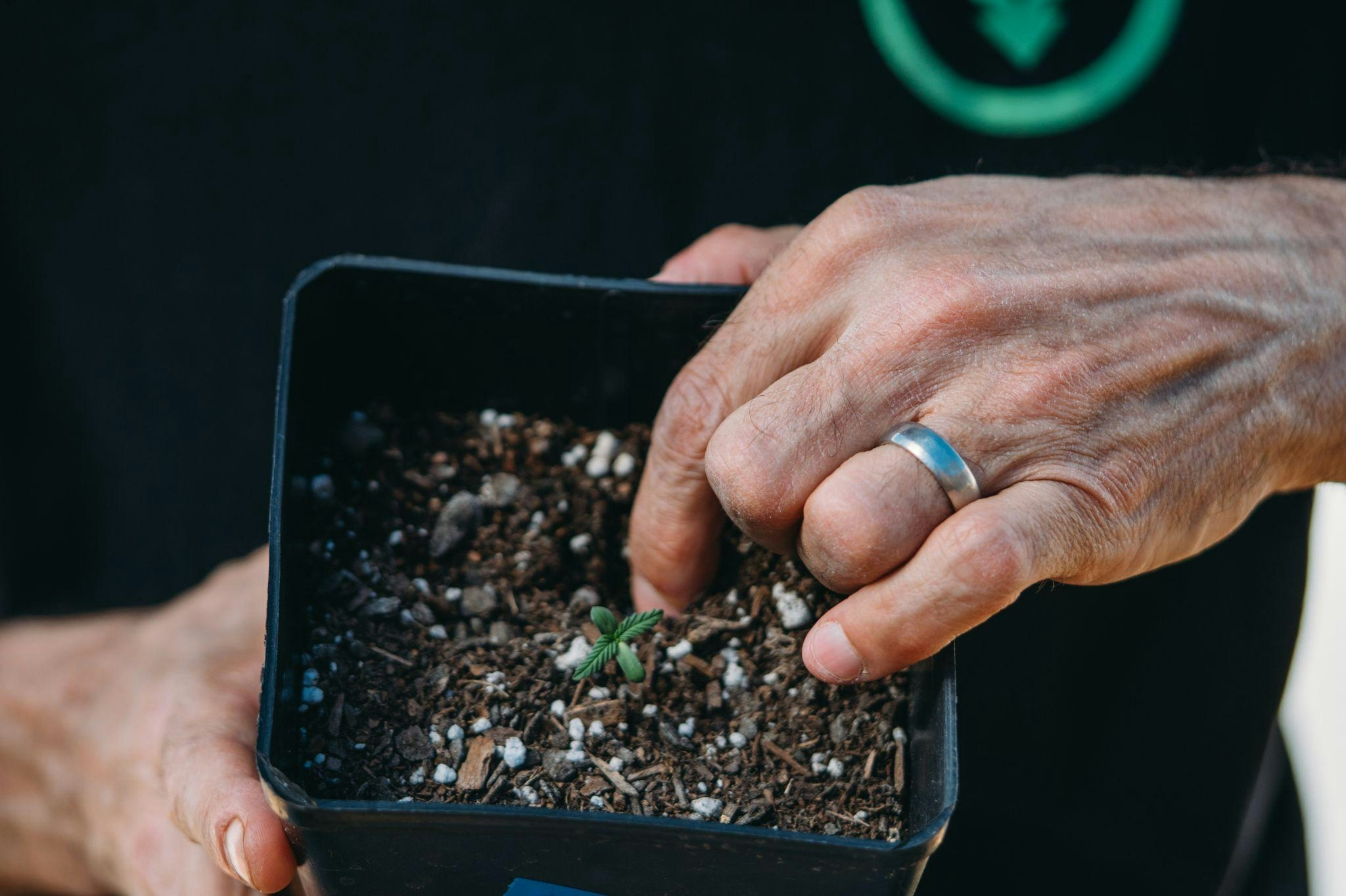 How to Grow Autoflower: Autoflower Grow Guide