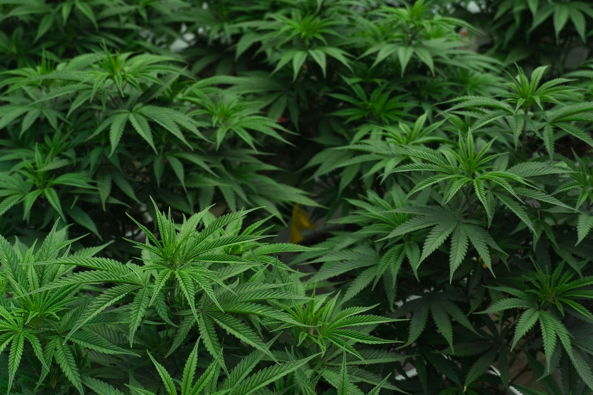 How to Grow Autoflower: Autoflower Grow Guide