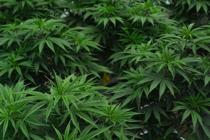 How to Grow Autoflower: Autoflower Grow Guide