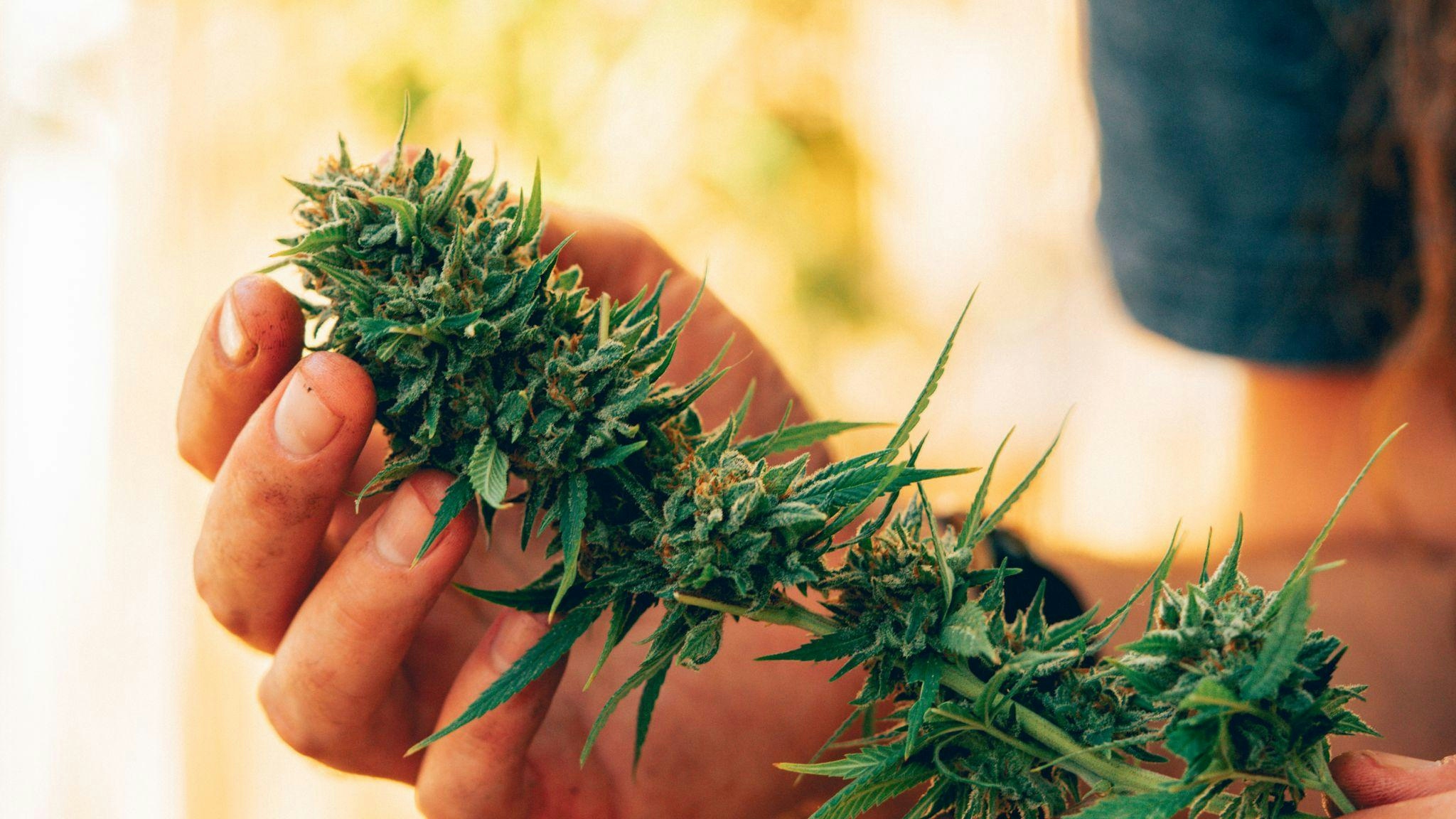 How to Grow Autoflower: Autoflower Grow Guide