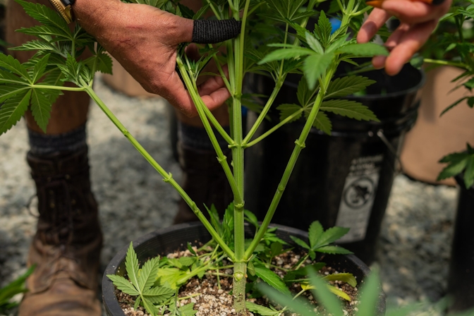 How Much Space Does A Cannabis Plant Need? Growing Requirements