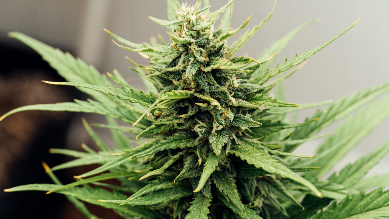 How Much Space Does A Cannabis Plant Need? Growing Requirements