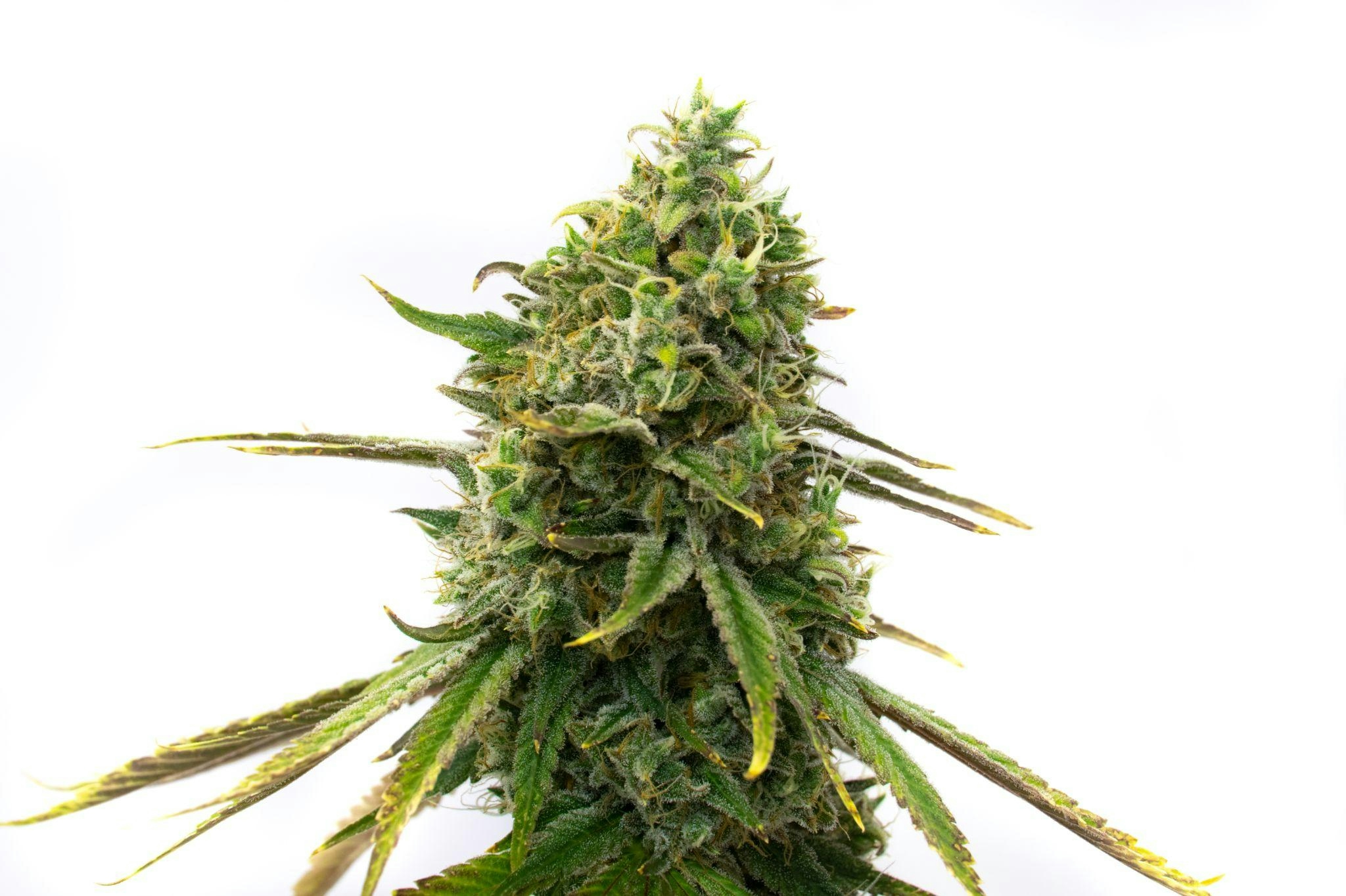 Strawberry Cough Seeds: Tips For Growing