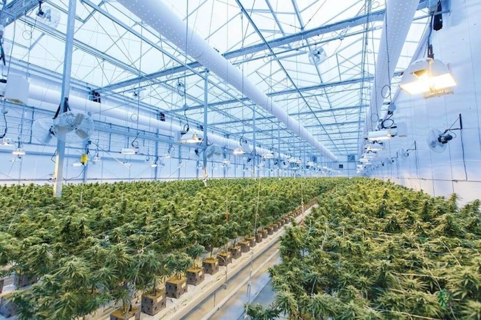 Ocimene Terpene: All You Need To Know (Benefits & More)