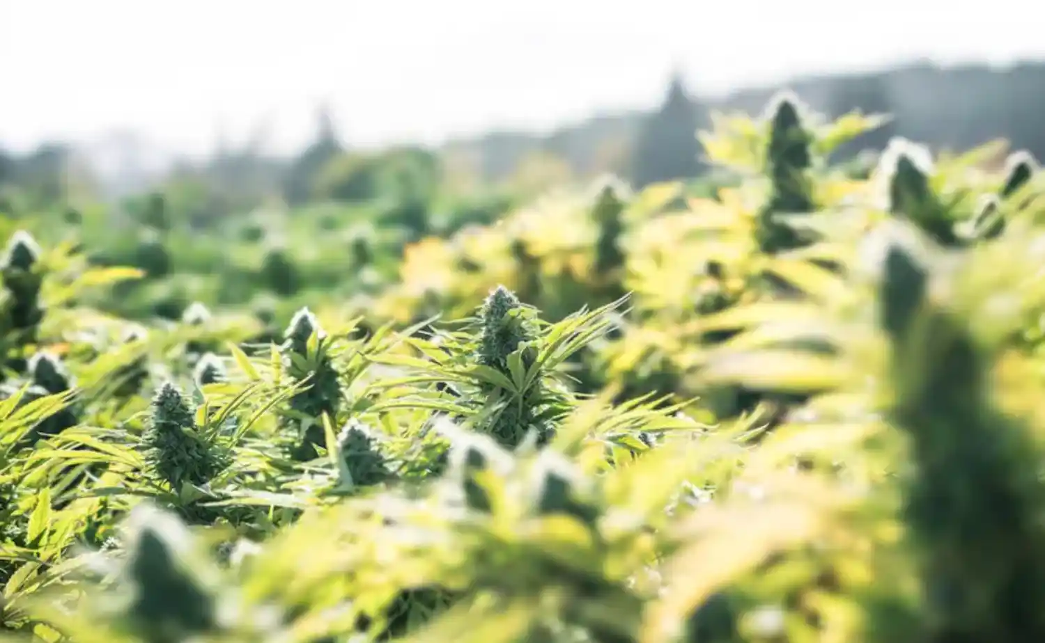 How Much Space Does A Cannabis Plant Need? Growing Requirements | Herb