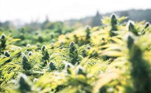 The Best Outdoor Cannabis Strains For Successful Growth