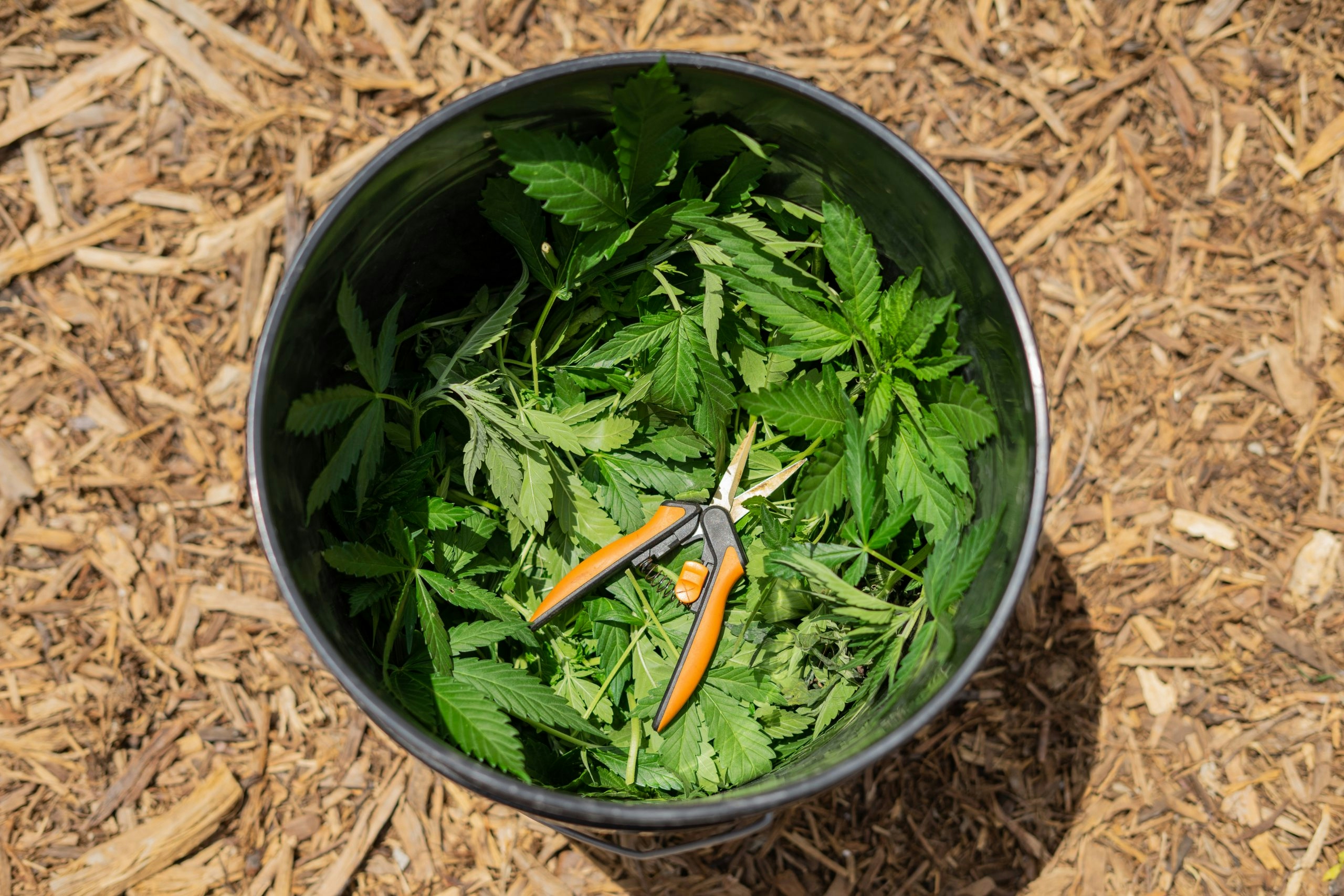 Hot Or Cold? Finding The Sweet Spot For Optimal Cannabis Growth Temperature