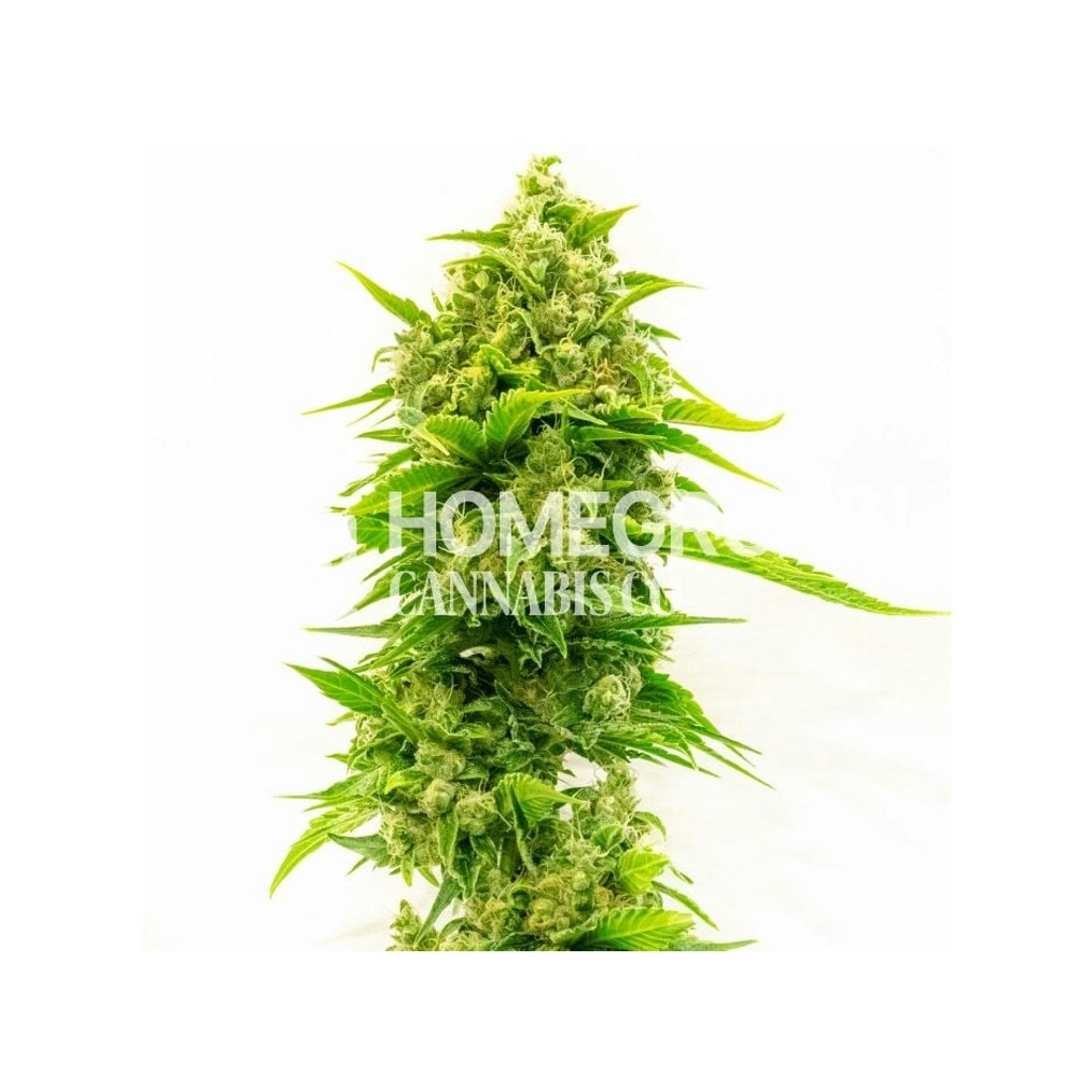 The 10 Best Outdoor Strains To Grow