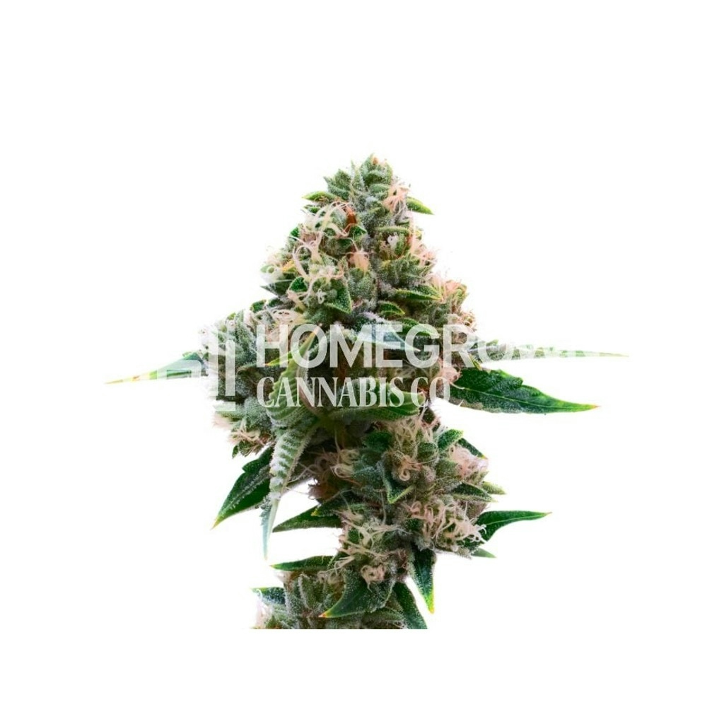 Candy Glue Feminized Cannabis Seeds