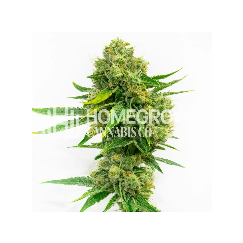 Cheese Diesel Feminized Cannabis Seeds
