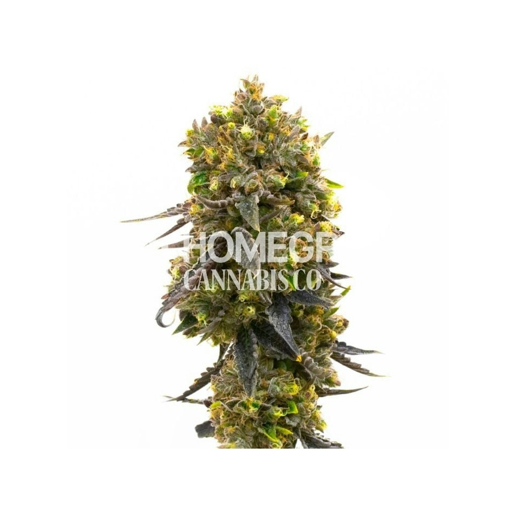 Fruity Glue Regular Cannabis Seeds