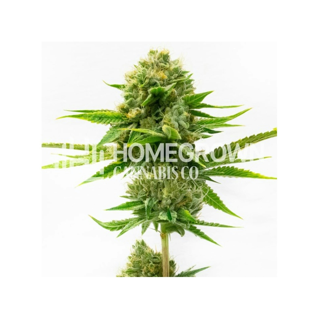 Fat Mazzy Feminized Cannabis Seeds