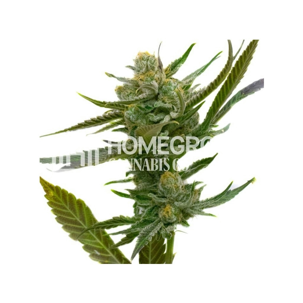 Heavy Mist Feminized Cannabis Seeds