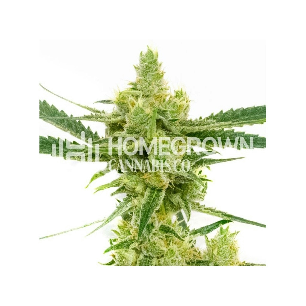 Northern Sunset Feminized Cannabis Seeds