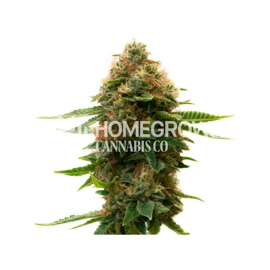 Shishkaberry Kush Feminized Cannabis Seeds