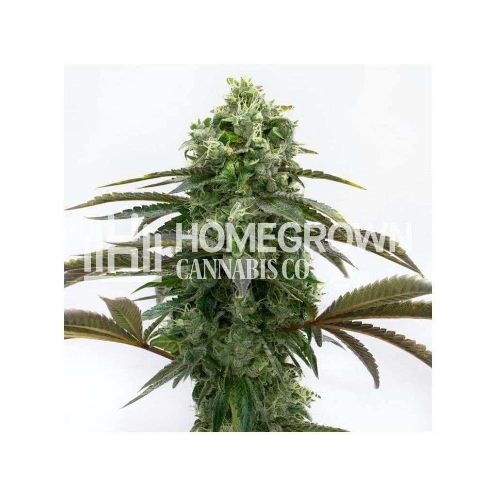 Black Demon OG Feminized Cannabis Seeds