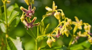 Does Horny Goat Weed Really Work?