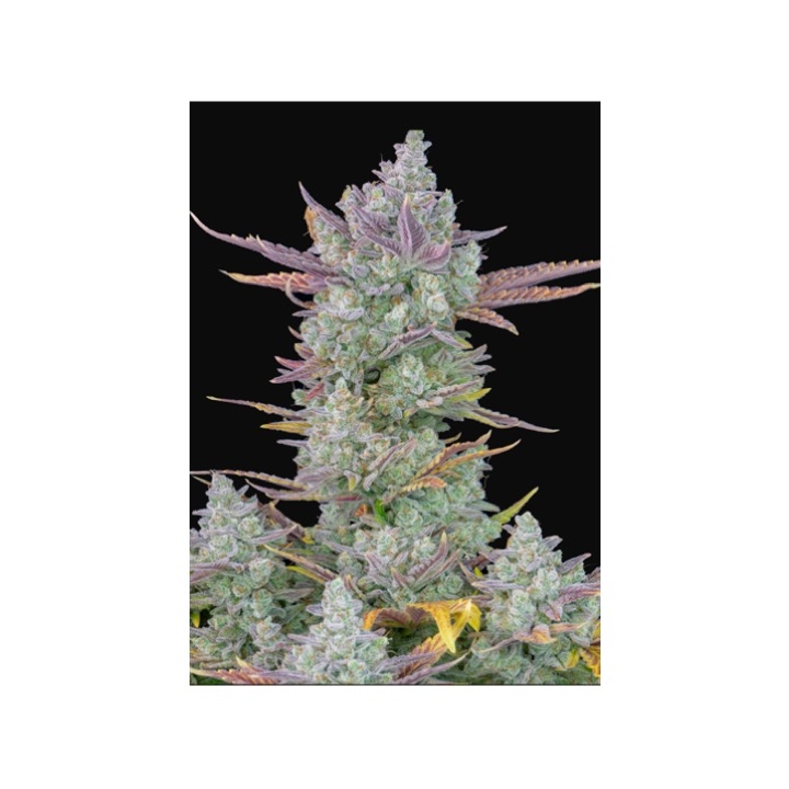 Gorilla Cookies Auto