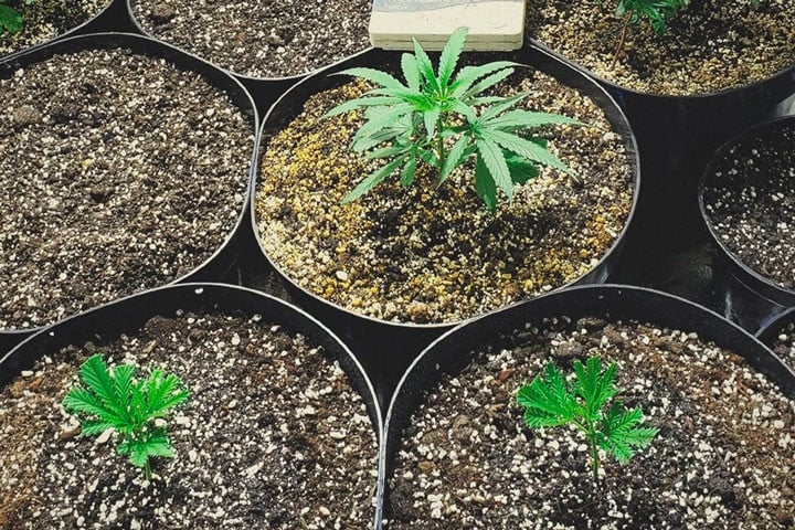 Herbworthy: 6 Pack Clones From Marijuana Clones Online