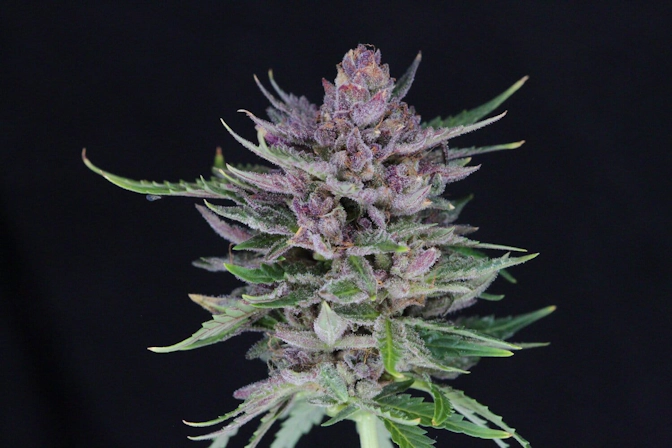 Durban Poison Strain: Effects, THC Content & Review in 2026