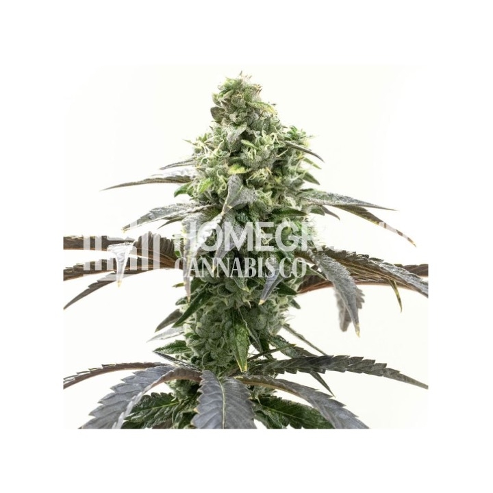 Black Widow Feminized Cannabis Seeds