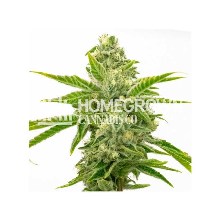 Amnesia Lemon Fast Version Cannabis Seeds