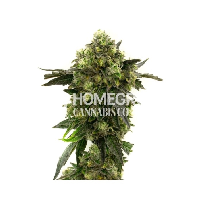 Big Blue Auto Cannabis Seeds