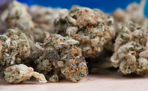 Top 5 Diesel Strains Of 2023