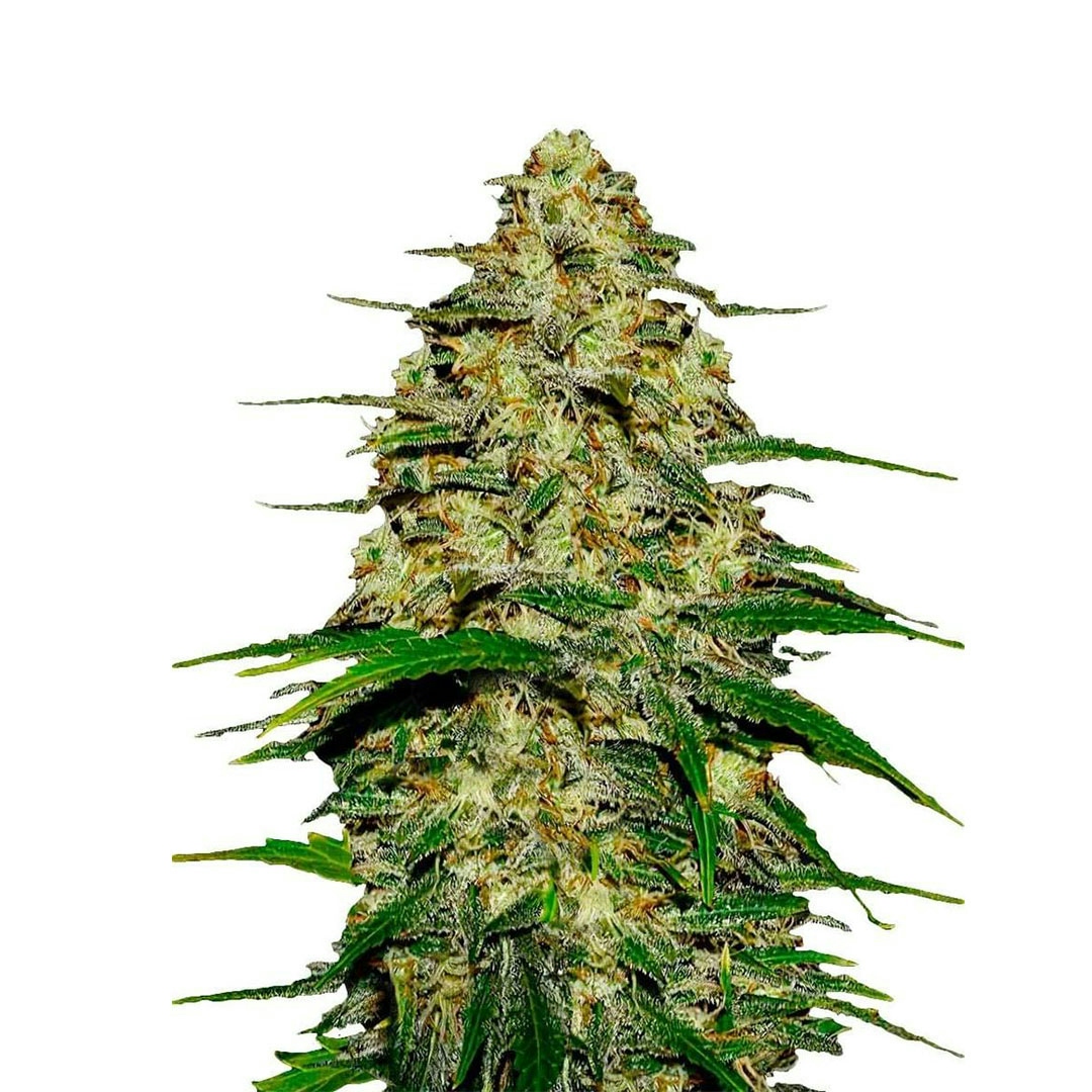 Top 5 Diesel Strains Of 2025