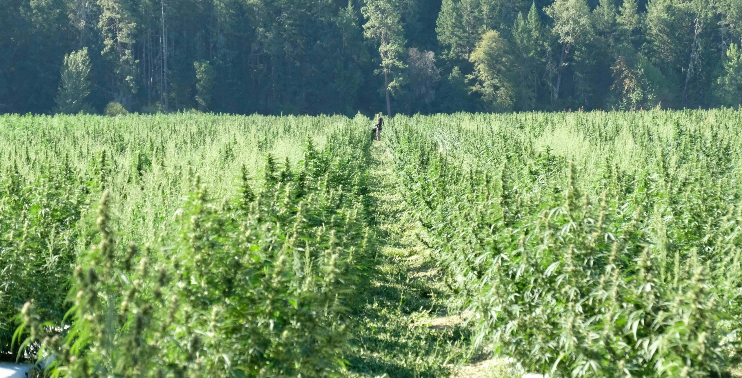 Best Outdoor Cannabis Strains For Successful Growth