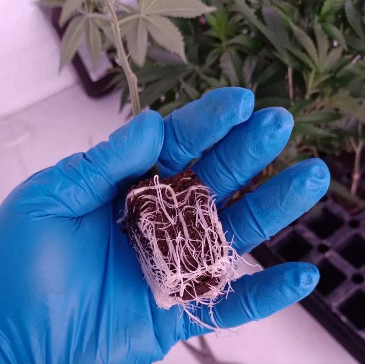 The Ultimate Father’s Day Gift Guide For Weed Loving Dads