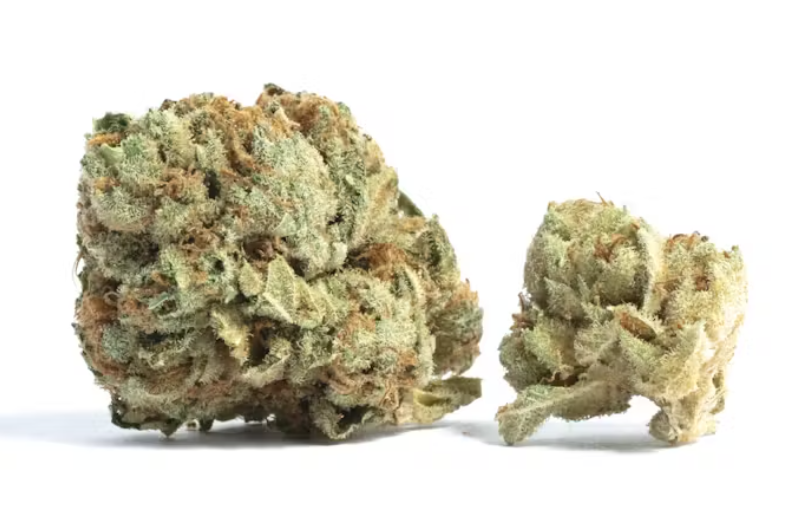 10 Best Sativa Strains 2026 Has To Offer