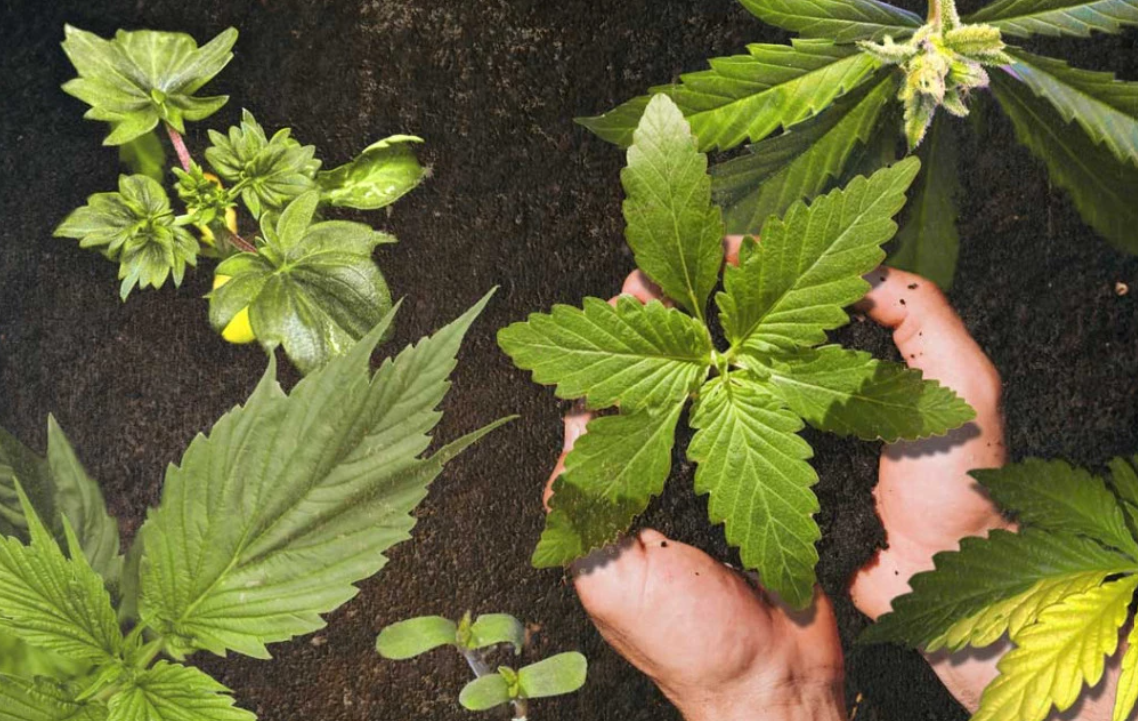 What Are 3 Leaf Weed Plants: What You Need To Know