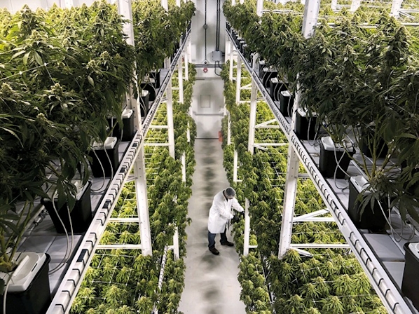 Plugging Into AI For Cannabis Farming