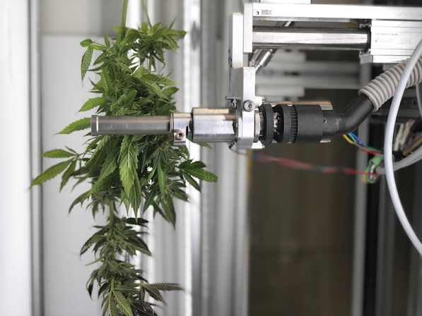 Plugging Into AI For Cannabis Farming