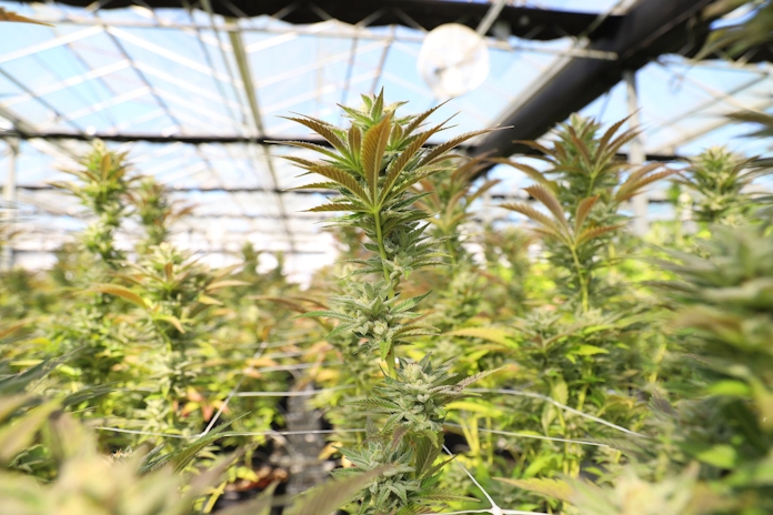 Plugging Into AI For Cannabis Farming