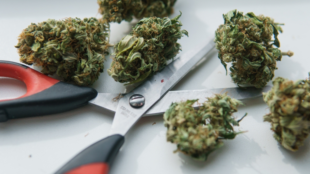 Buy Weed in Myanmar